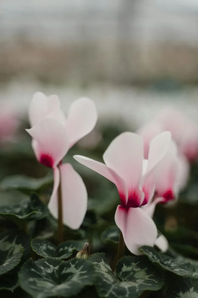 Cyclamen Chypre